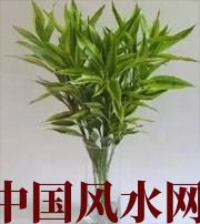 阳江十二生肖养什么植物最旺财运？你知道吗！