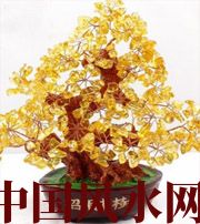 阳江买了招财植物却不能发财，是方位摆错了！